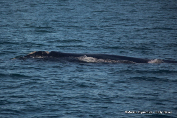 Southern Right whale, South Africa